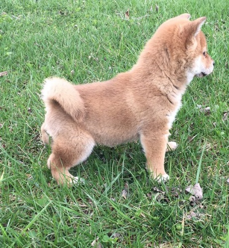 Rozko�n� �t�n� shiba inu chlapec a d�vka