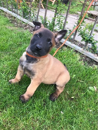 Prod�m �t��ata belgick�ch malinois 