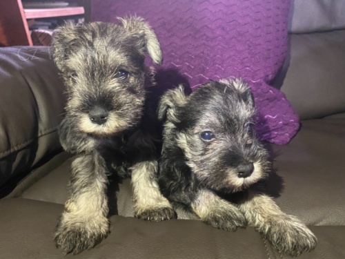 miniaturn� kn�ra�