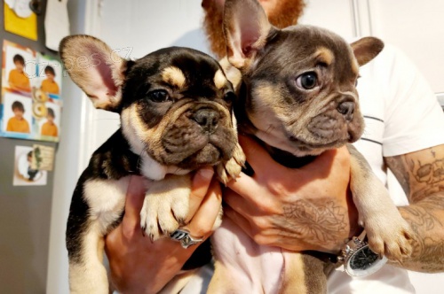 Francouzsk� buldo�ek �t��ata-