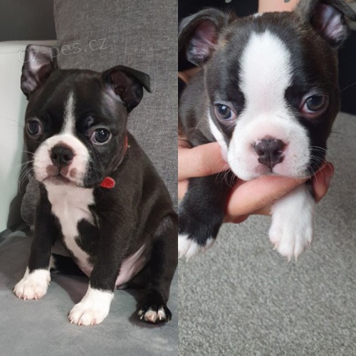 Bostonsk� teri�r `�t��ata