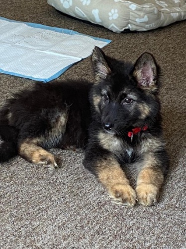 N�meck� ov��k �t��ata