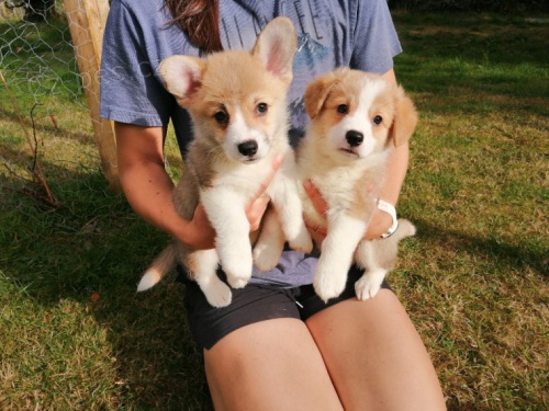 �t��ata Pembrokeshire Corgi