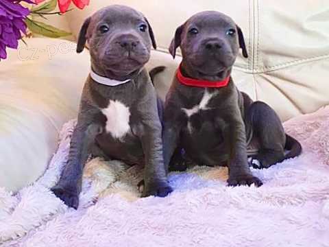 Staford��rsk� bulteri�r �t��ata