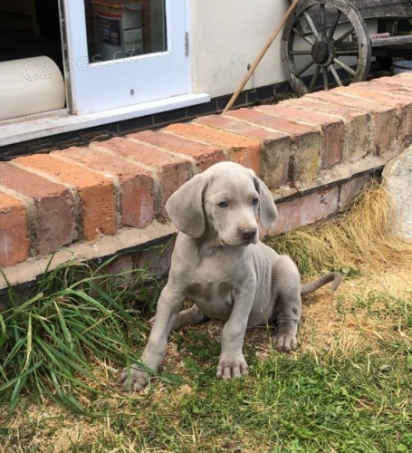 st��brn� v�marsk� oha� �t��ata