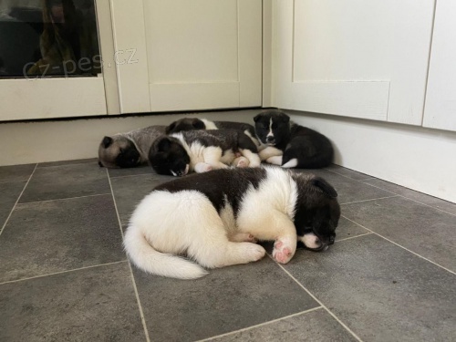 �istokrevn� a standardn� �t��ata Akita