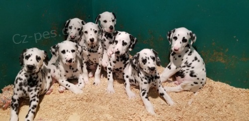 Dalmatinsk� �t��ata