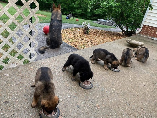 5 kvalitn�ch �t��at n�meck�ho ov��ka