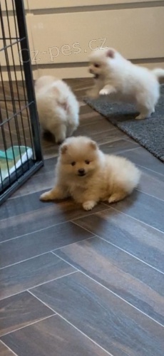 K dispozici kr�sn� �t��ata pomeranian�