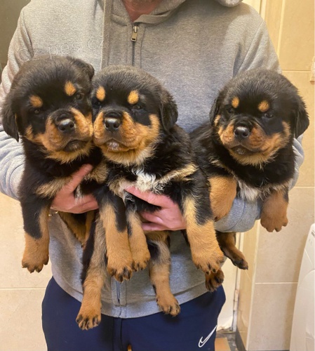 12t�denn� �t��ata rotvajlera k adopci