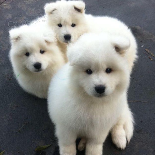 Na prodej 6 kr�sn�ch samojed�