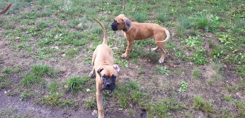 boxer �t��ata k dispozici pro nov� domovy