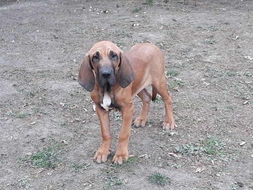 �t��ata fila brazilka fila fila