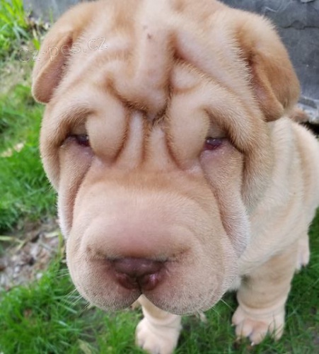 2 Shar Pei �t��ata k dispozici kontakt pro v�ce informac� a obr�zk�