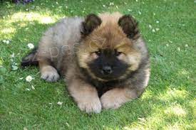 �t��ata Eurasier hrav� a zdrav� �t��ata Eurasier