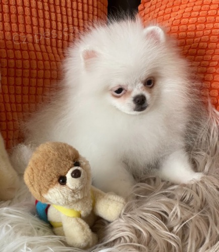 Kr�sn� N�meck� �pic trpasli��~pomerian s PP