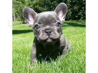 �t��ata francouzsk�ho buldoka