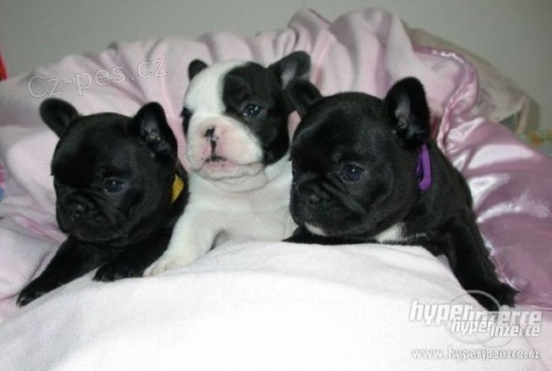 Francouzsk� buldo�ek 