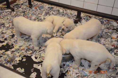 Labradorsk� retr�vr, Prod�m pejska