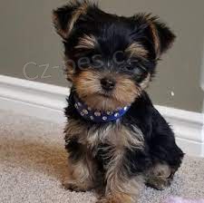 Kr�sn� �istokrevn� �t���tka Yorkie