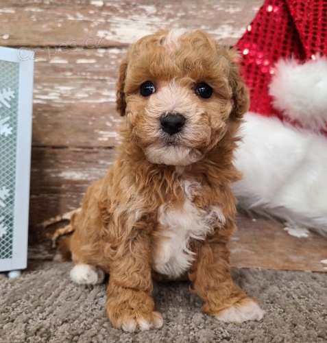 �t��ata Bichon poo jsou k dispozici a p�ipravena k prodeji. Pouze pro v�n� osoby.