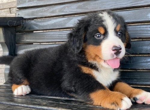 �t��ata Bernadsk�ho samce a samice k adopci.