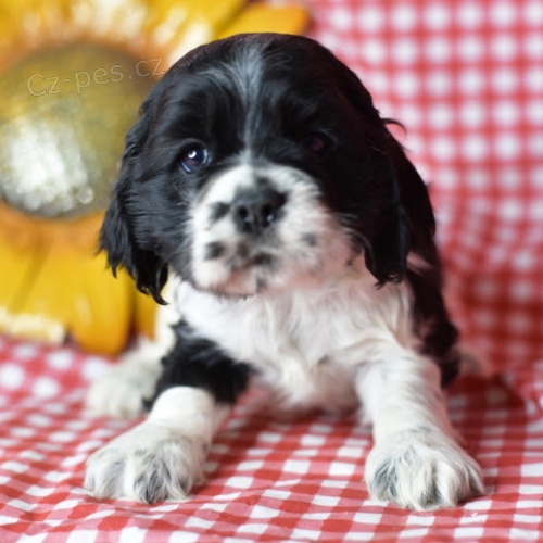 Prod�m zdrav� a kr�sn� �t��ata kokr�pan�la, samce a samice.