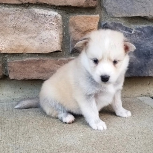 Kr�sn� psy Pomsky na prodej