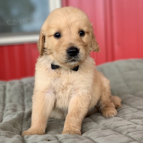 na prodej �t��ata zlat�ho retr�vra.