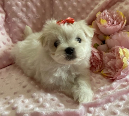 O�KOV�N� miniaturn�ch malt�zsk�ch �t���tek na prodej.