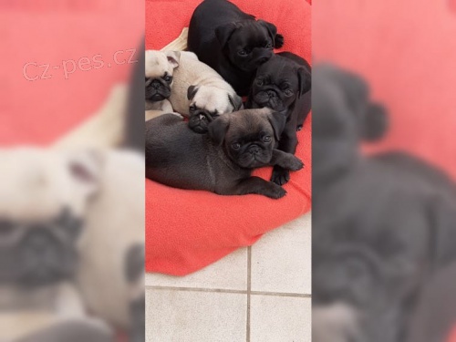 �t��ata mopsl�ka bez rodokmenem.