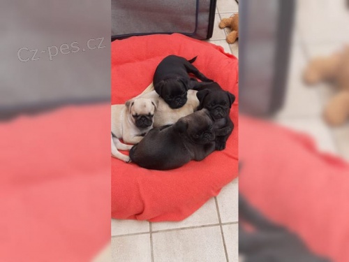 �t��ata mopsl�ka bez rodokmenem.