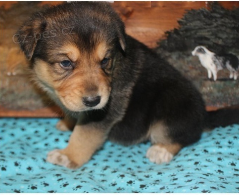 Rozko�n� �t���tka jsou p�ipravena k prodeji.