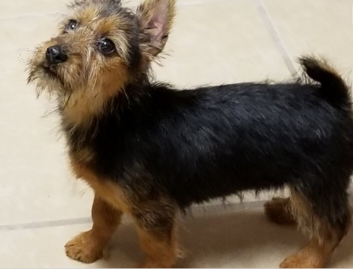 Rozko�n� �t���tka jsou p�ipravena k prodeji.