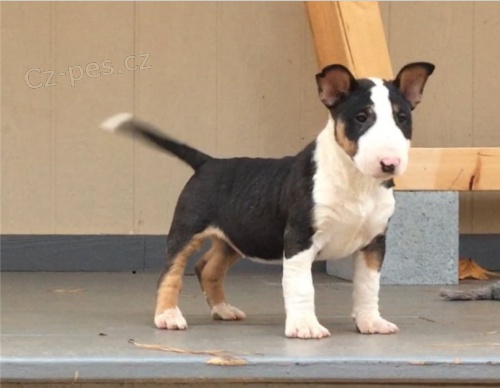 Rozko�n� �t���tka jsou p�ipravena k prodeji.