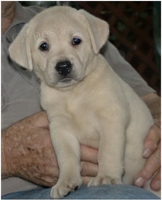 Rozko�n� �t���tka jsou p�ipravena k prodeji.