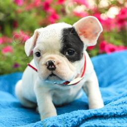 Rozko�n� �t���tka jsou p�ipravena k prodeji.