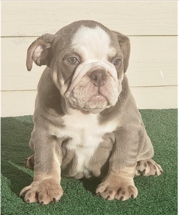 Rozko�n� �t���tka jsou p�ipravena k prodeji.