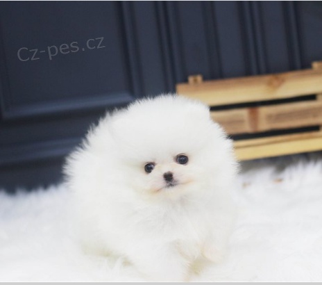 Rozko�n� �t���tka jsou p�ipravena k prodeji.