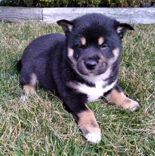 Rozko�n� �t���tka jsou p�ipravena k prodeji.