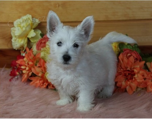 Westie �t��ata