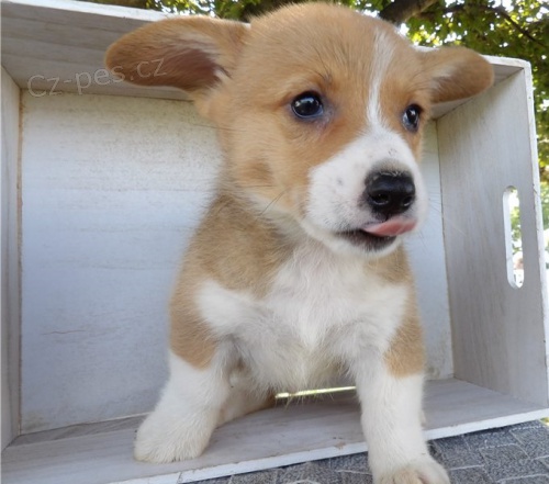 samci a samice �t��at pembroke corgi