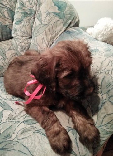 �t��ata Briard k dispozici