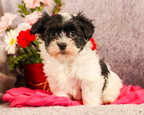 �t��ata Havanese k dispozici