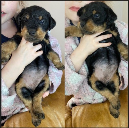 �t��ata Jagdterrier  k dispozici