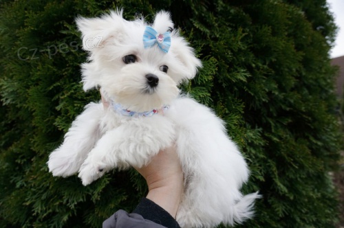 malt�tina k adopci