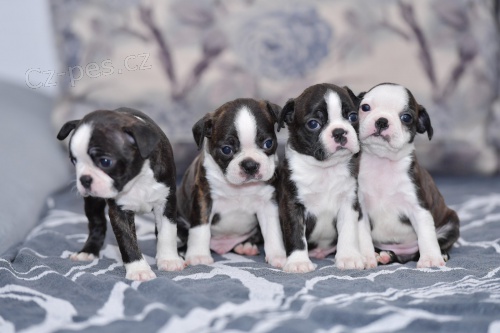 Boston�t� teri��i