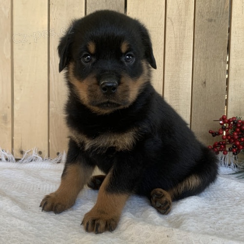 �t��ata rotvajlera na prodej.