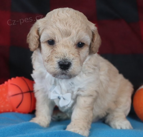 Kr�sn� �t��ata bichon poo jsou k dispozici a p�ipravena k prodeji.