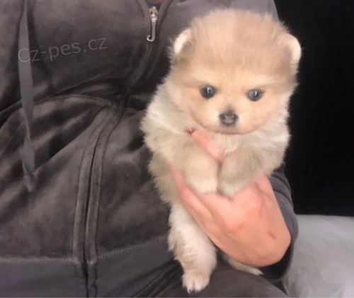 Pomeranian �t��ata k adopci.